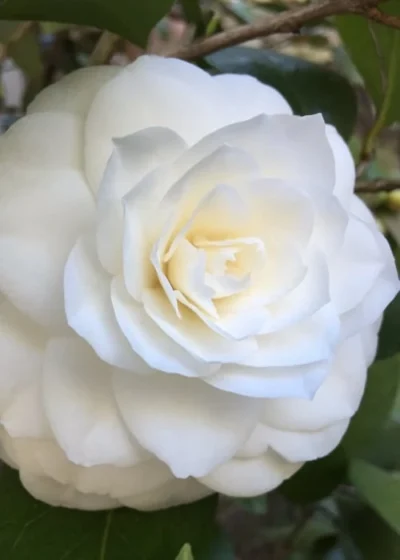 Nuccio's Gem Camellia Japonica - 3 Gallon Pot 9 Nuccio's Gem Camellia Japonica - 3 Gallon Pot -Chaste Tree World Camellia Nuccios Gem 1