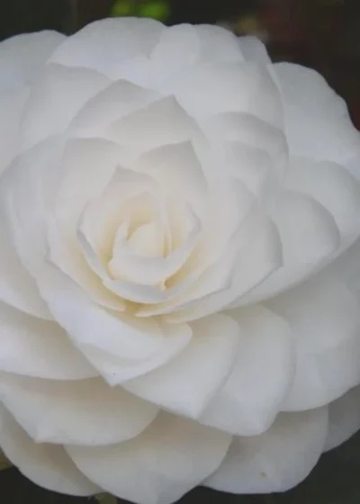 Nuccio's Gem Camellia Japonica - 3 Gallon Pot 10 Nuccio's Gem Camellia Japonica - 3 Gallon Pot -Chaste Tree World Camellia Nuccios Gem 6