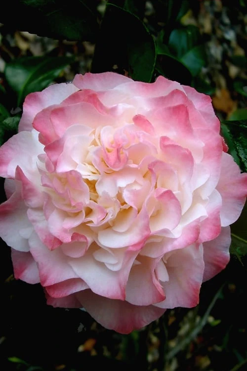 Nuccio's Jewel Camellia Japonica - 3 Gallon Pot 1 Nuccio's Jewel Camellia Japonica - 3 Gallon Pot