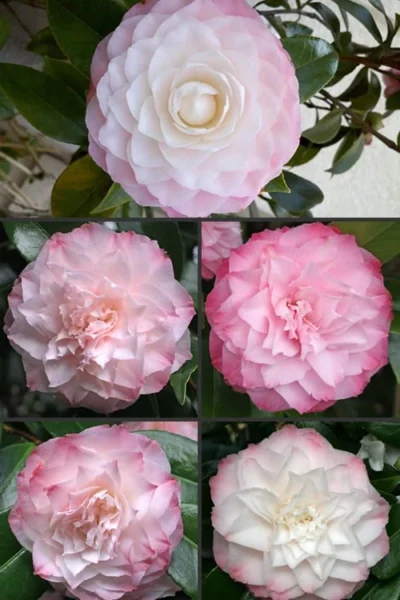 Nuccio's Pearl Camellia Japonica - 3 Gallon Pot -Chaste Tree World Camellia Nuccios Pearl 1