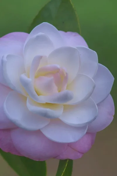 October Affair Camellia Japonica - 3 Gallon Pot -Chaste Tree World Camellia October Affair 6