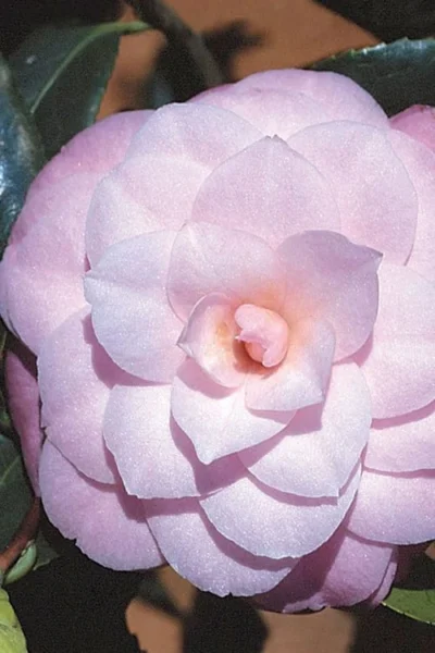 October Affair Camellia Japonica - 1 Gallon Pot -Chaste Tree World Camellia October Affair 8 1