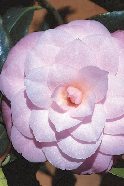 October Affair Camellia Japonica - 3 Gallon Pot -Chaste Tree World Camellia October Affair 8