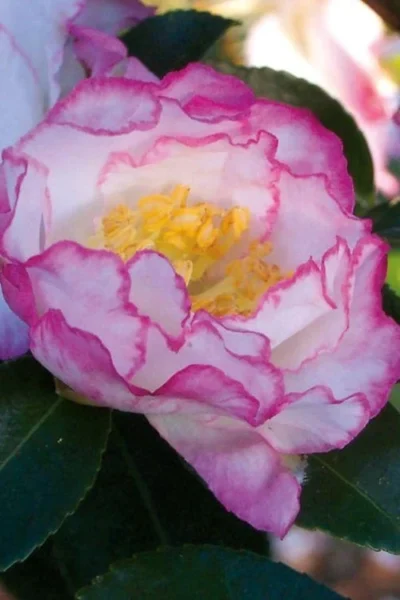 October Magic Inspiration Camellia - 2 Gallon Pot -Chaste Tree World Camellia October Inspiration 2