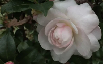 October Magic Dawn Camellia - 1 Gallon Pot -Chaste Tree World Camellia October Magic Dawn 1