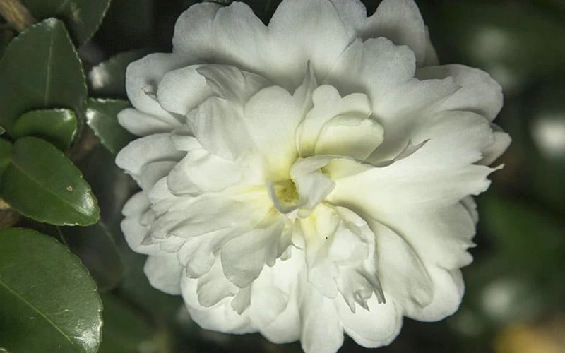 October Magic Ivory Camellia - 1 Gallon Pot 4 October Magic Ivory Camellia - 1 Gallon Pot - Image 4