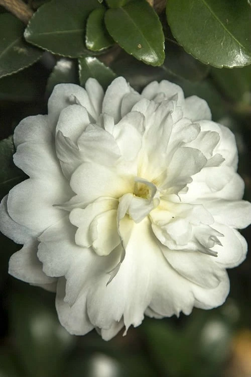 October Magic Ivory Camellia - 1 Gallon Pot 1 October Magic Ivory Camellia - 1 Gallon Pot