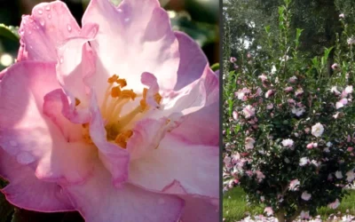 October Magic Orchid Camellia - 3 Gallon Pot -Chaste Tree World Camellia October Magic Orchid Flowers 2 1