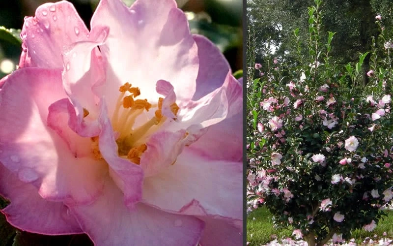 October Magic Orchid Camellia - 1 Gallon Pot 4 October Magic Orchid Camellia - 1 Gallon Pot - Image 4