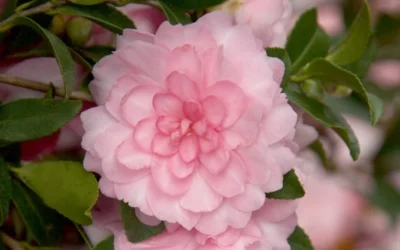 October Magic Pink Perplexion Camellia - 1 Gallon Pot 7 October Magic Pink Perplexion Camellia - 1 Gallon Pot -Chaste Tree World Camellia October Magic Pink Perplexion 1
