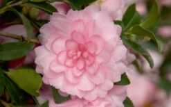 October Magic Pink Perplexion Camellia - 7 Gallon Pot (1-2') -Chaste Tree World Camellia October Magic Pink Perplexion
