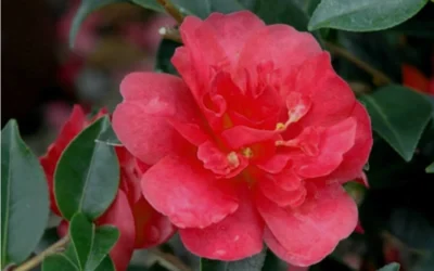 October Magic Rose Camellia - 1 Gallon Pot 8 October Magic Rose Camellia - 1 Gallon Pot -Chaste Tree World Camellia October Magic Rose Closeup Flower 2 3