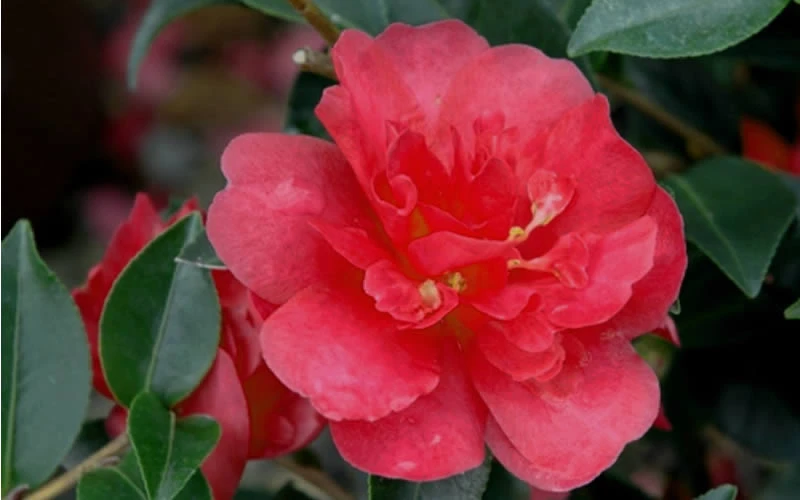 October Magic Rose Camellia - 1 Gallon Pot 4 October Magic Rose Camellia - 1 Gallon Pot - Image 4