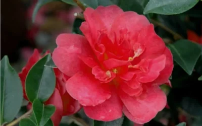 October Magic Rose Camellia - 1 Gallon Pot -Chaste Tree World Camellia October Magic Rose Closeup Flower 2
