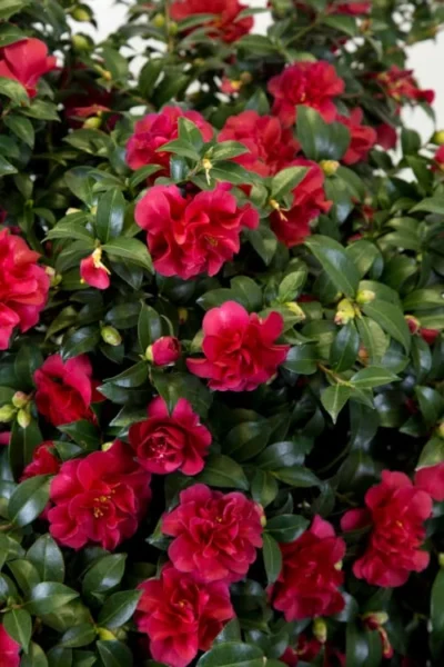 October Magic Ruby Camellia - 2 Gallon Pot -Chaste Tree World Camellia October Magic Ruby 27 2