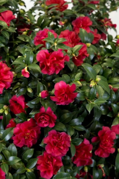 October Magic Ruby Camellia - 1 Gallon Pot 10 October Magic Ruby Camellia - 1 Gallon Pot -Chaste Tree World Camellia October Magic Ruby 27 3