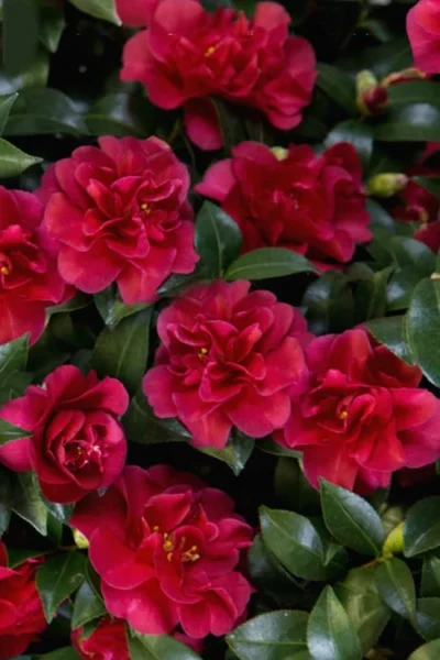 October Magic Ruby Camellia - 7 Gallon Pot -Chaste Tree World Camellia October Magic Ruby 28