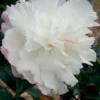 October Magic Snow Camellia - 7 Gallon Pot