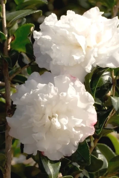 October Magic Snow Camellia - 1 Gallon Pot -Chaste Tree World Camellia October Magic Snow 500x750 5