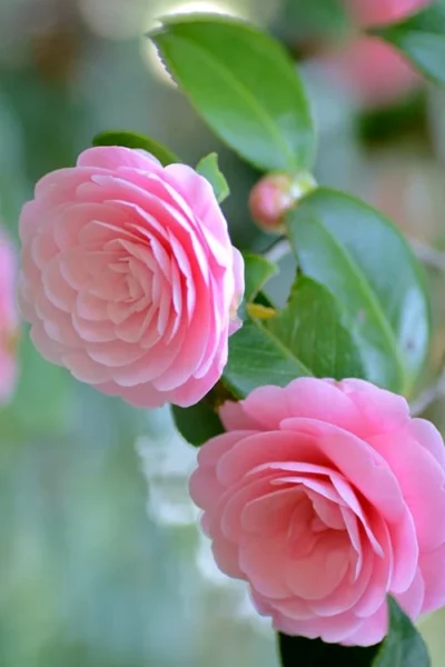 Otome Pink Camellia Japonica - 1 Gallon Pot 9 Otome Pink Camellia Japonica - 1 Gallon Pot -Chaste Tree World Camellia Otome 1