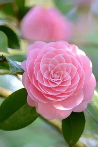 Otome Pink Camellia Japonica - 3 Gallon Pot -Chaste Tree World Camellia Otome 2 1