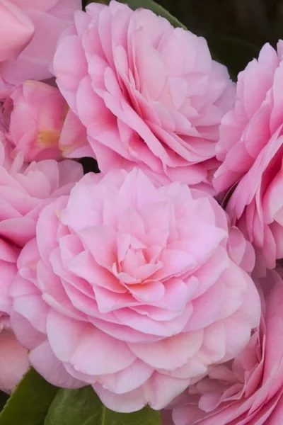 Pearl Maxwell Camellia Japonica - 3 Gallon Pot 11 Pearl Maxwell Camellia Japonica - 3 Gallon Pot -Chaste Tree World Camellia Pearl Maxwell 10