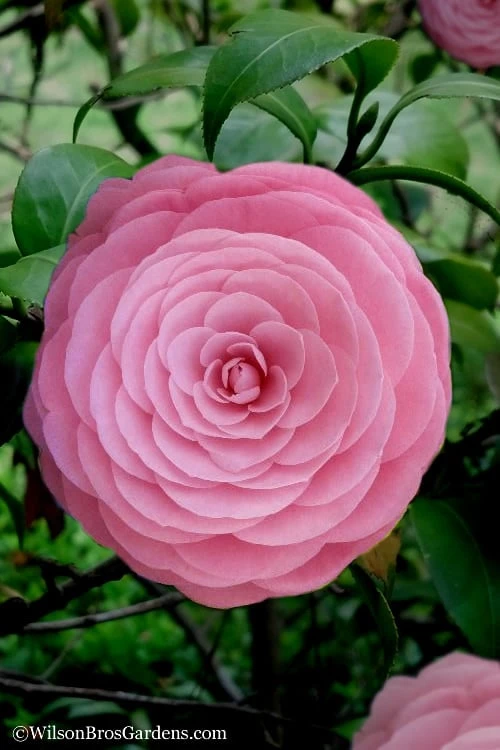 Pearl Maxwell Camellia Japonica - 1 Gallon Pot 1 Pearl Maxwell Camellia Japonica - 1 Gallon Pot