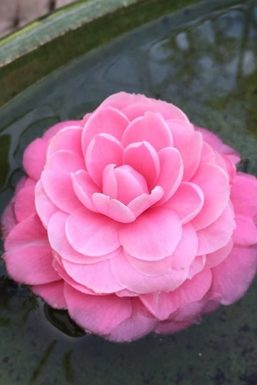 Pearl Maxwell Camellia Japonica - 3 Gallon Pot 5 Pearl Maxwell Camellia Japonica - 3 Gallon Pot - Image 5