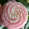 Pink Perfection Camellia Japonica - 2.5 Quart Pot