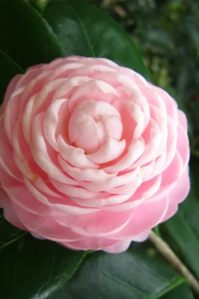 Pink Perfection Camellia Japonica - 2 Gallon Pot 8 Pink Perfection Camellia Japonica - 2 Gallon Pot -Chaste Tree World Camellia Pink Perfection 27 2
