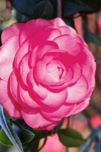 Pink Princess Camellia Japonica - 3 Gallon Pot