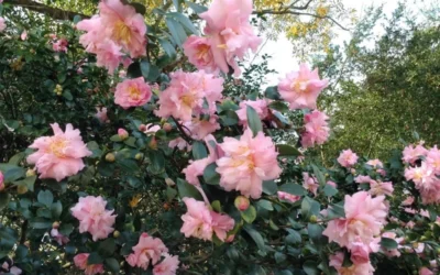 Pink Snow Camellia Sasanqua - 7 Gallon Pot (3-4') -Chaste Tree World Camellia Pink Snow 5 1