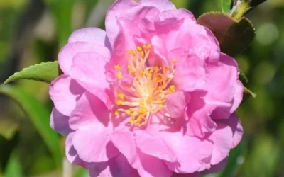 Pink Stella Camellia Sasanqua - 2 Gallon Pot -Chaste Tree World Camellia Pink Stella