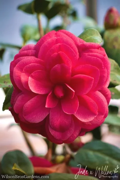 Purple Dawn Camellia Japonica - 7 Gallon Pot (3-4') -Chaste Tree World Camellia Purple Dawn JW 1 2