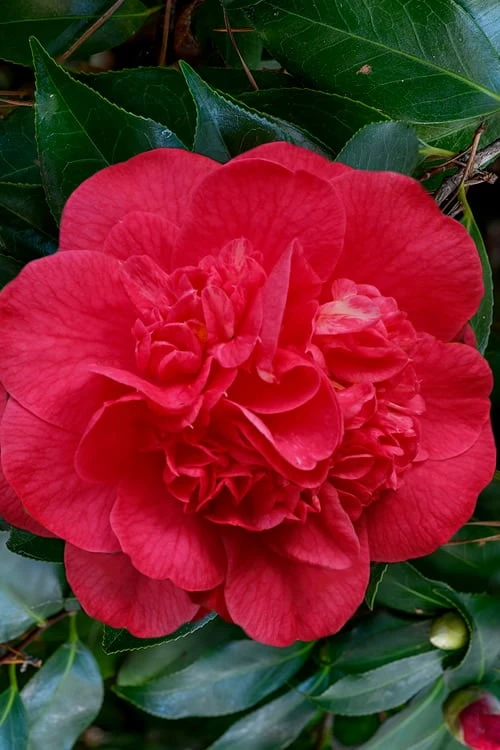 Red Fellow Camellia Japonica - 3 Gallon Pot 1 Red Fellow Camellia Japonica - 3 Gallon Pot