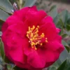 Reverend Ida Red ShiShi Gashira Dwarf Camellia Sasanqua - 3 Gallon Pot