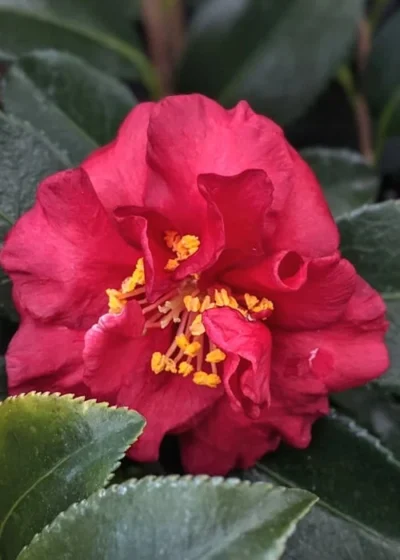 Reverend Ida Red ShiShi Gashira Dwarf Camellia Sasanqua - 1 Gallon Pot -Chaste Tree World Camellia Reverend Ida 3 1