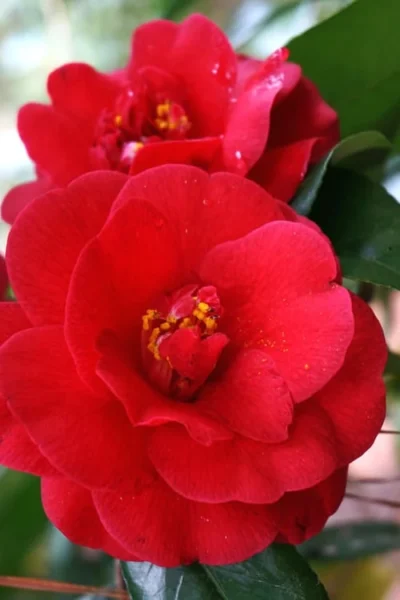 Rosehill Red Camellia - 3 Gallon Pot -Chaste Tree World Camellia Rose Hill Red 2