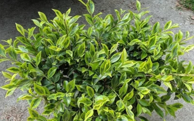 Royal Flush Shi Shi Variegated Camellia Sasanqua - 3 Gallon Pot -Chaste Tree World Camellia Royal Flush Shi Shi 2 1