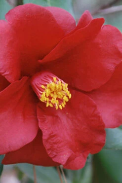 Royal Velvet Red Camellia Japonica - 3 Gallon Pot -Chaste Tree World Camellia Royal Velvet 2 2