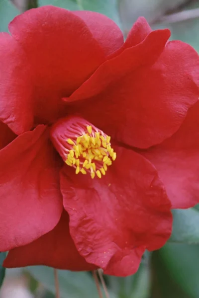 Royal Velvet Red Camellia Japonica - 3 Gallon Pot 9 Royal Velvet Red Camellia Japonica - 3 Gallon Pot -Chaste Tree World Camellia Royal Velvet 2 2