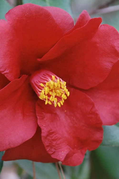 Royal Velvet Red Camellia Japonica - 3 Gallon Pot 5 Royal Velvet Red Camellia Japonica - 3 Gallon Pot - Image 5
