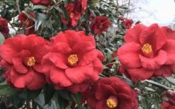 Royal Velvet Red Camellia Japonica - 3 Gallon Pot 8 Royal Velvet Red Camellia Japonica - 3 Gallon Pot -Chaste Tree World Camellia Royal Velvet 3