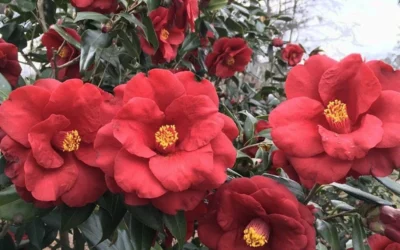 Royal Velvet Red Camellia Japonica - 3 Gallon Pot -Chaste Tree World Camellia Royal Velvet 3