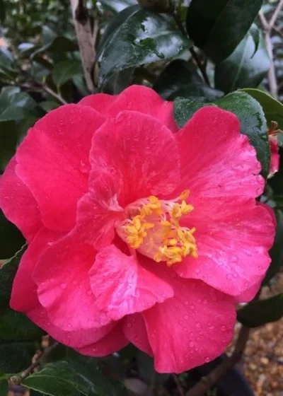 Rutledge Minnix Camellia Japonica - 3 Gallon Pot -Chaste Tree World Camellia Rutledge Minnix 2