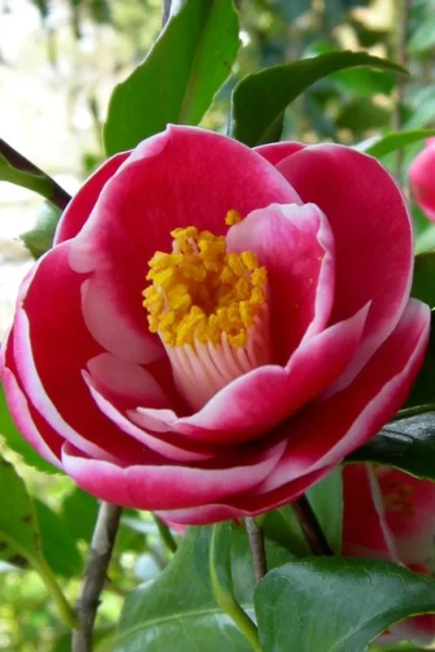 Sadaharu Oh Camellia - 7 Gallon Pot (3-4') -Chaste Tree World Camellia Sadaharu Oh 6