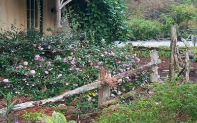 Sarrel Dwarf Camellia Sasanqua - 1 Gallon Pot -Chaste Tree World Camellia Sarrel 5