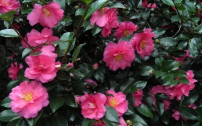 Shishi Gashira Dwarf Camellia Sasanqua - 3 Gallon Pot -Chaste Tree World Camellia Shishi Gashira 24