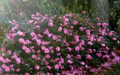 Shishi Gashira Dwarf Camellia Sasanqua - 6 Pack Of 1 Gallon Pots -Chaste Tree World Camellia Shishi Gashira 31 4