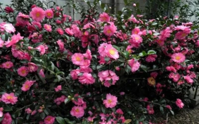 Shishi Gashira Dwarf Camellia Sasanqua - 6 Pack Of 1 Gallon Pots -Chaste Tree World Camellia Shishi Gashira 4